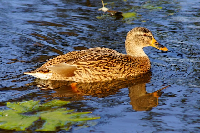 A swimming duck
